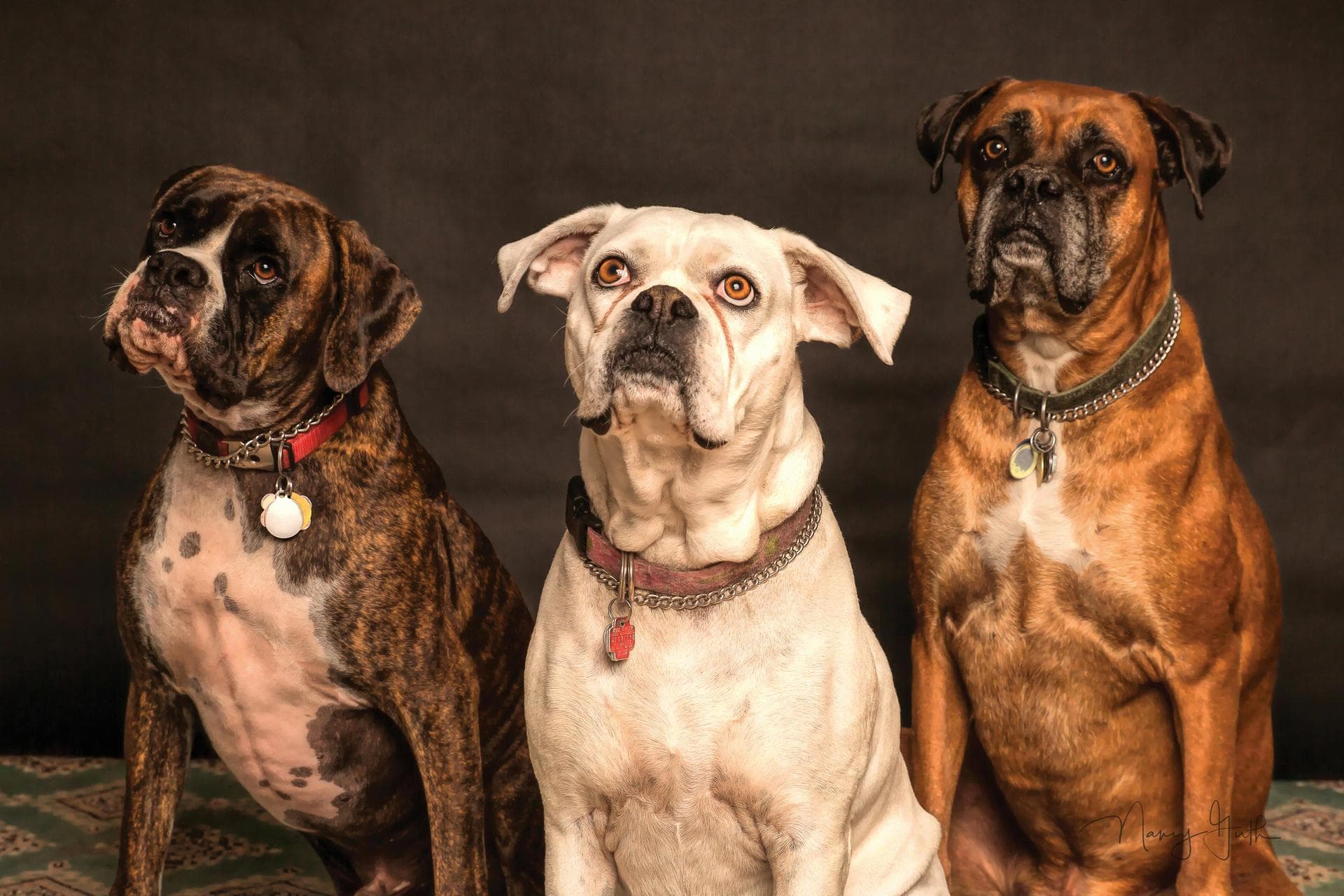 Best Vets in Brighton